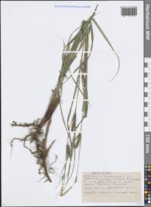 Осока мохнатая, Осока коротковолосистая L., Восточная Европа, Московская область и Москва (E4a) (Россия)