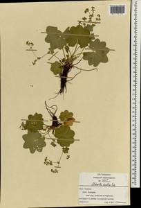 Манжетка неприкрытая Juz., Восточная Европа, Центральный район (E4) (Россия)