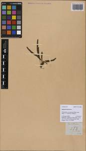 Oreogrammitis adspersa (Bl.) Parris, Зарубежная Азия (ASIA) (Филиппины)