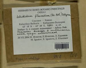 Schistidium flaccidum (De Not.) Ochyra, Гербарий мохообразных, Мхи - Северный Кавказ и Предкавказье (B12) (Россия)