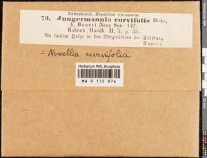 Nowellia curvifolia (Dicks.) Mitt., Гербарий мохообразных, Мхи - Западная Европа (BEu) (Австрия)