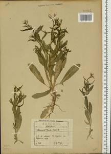 Хориспора нежная, Хориспора тоненькая (Pall.) DC., Восточная Европа, Московская область и Москва (E4a) (Россия)