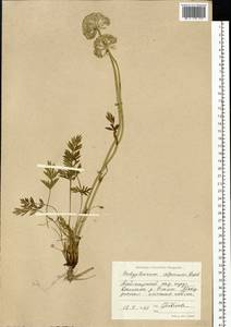 Толстореберник мутеллиновидный (Crantz) Holub, Сибирь, Центральная Сибирь (S3) (Россия)