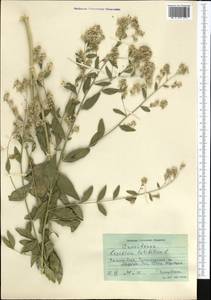 Клоповник широколистный L., Средняя Азия и Казахстан, Памир и Памиро-Алай (M2) (Таджикистан)