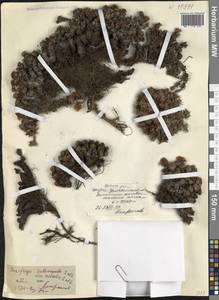 Камнеломка твердоногая Sommier & Levier, Кавказ, Северная Осетия, Ингушетия и Чечня (K1c) (Россия)