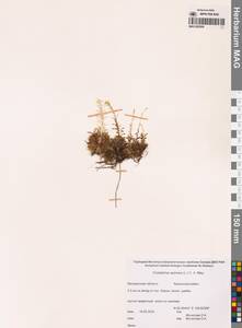 Горноколосник колючий (L.) Sweet, Сибирь, Чукотка и Камчатка (S7) (Россия)