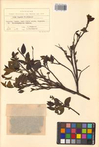 Падуб морщинистый F.Schmidt, Сибирь, Дальний Восток (S6) (Россия)