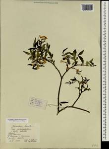 Jasminum humile L., Зарубежная Азия (ASIA) (КНР)