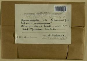 Polytrichum commune Hedw., Гербарий мохообразных, Мхи - Архангельская и Вологодская области, Коми, Ненецкий АО (B7) (Россия)