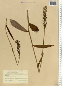 Dactylorhiza maculata subsp. fuchsii (Druce) Hyl., Восточная Европа, Латвия (E2b) (Латвия)