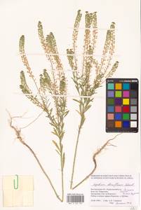 Клоповник густоцветковый Schrad., Восточная Европа, Центральный лесостепной район (E6) (Россия)