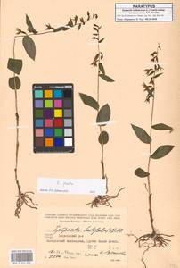 Epipactis persica (Soó) Hausskn. ex Nannf., Кавказ, Грузия (K4) (Грузия)