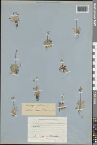 Micranthes stellaris subsp. stellaris, Восточная Европа, Северный район (E1) (Россия)