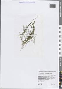 Рдест Берхтольда Fieber, Сибирь, Прибайкалье и Забайкалье (S4) (Россия)