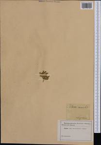 Смолевка бесстебельная (L.) Jacq., Западная Европа (EUR) (Швеция)