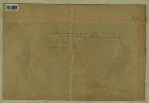 Mielichhoferia elongata (Hoppe & Hornsch. ex Hook.) Hornsch., Гербарий мохообразных, Мхи - Западная Европа (BEu) (Неизвестно)