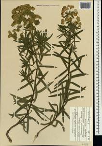 Euphorbia tommasiniana Bertol., Крым (KRYM) (Россия)