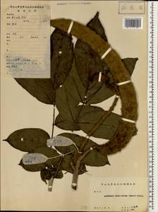 Markhamia stipulata var. kerrii Sprague, Зарубежная Азия (ASIA) (КНР)