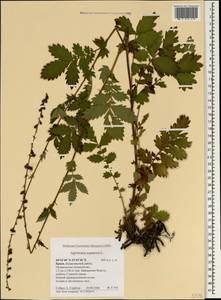 Репешок обыкновенный L., Крым (KRYM) (Россия)