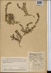 Lysimachia maritima (L.) Galasso, Banfi & Soldano, Средняя Азия и Казахстан, Муюнкумы, Прибалхашье и Бетпак-Дала (M9) (Казахстан)