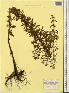 Мята блошиная L., Кавказ, Краснодарский край и Адыгея (K1a) (Россия)