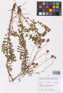 Poterium sanguisorba subsp. sanguisorba, Восточная Европа, Южно-Украинский район (E12) (Украина)