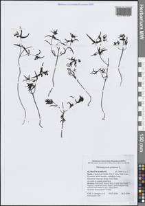 Марьянник луговой L., Западная Европа (EUR) (Испания)