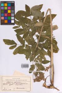 Дудник лесной L., Восточная Европа, Московская область и Москва (E4a) (Россия)