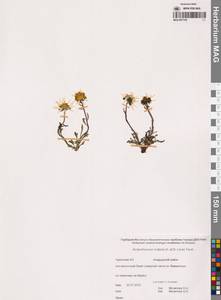 Арктоцветник полярный (Hultén) Tzvelev, Сибирь, Чукотка и Камчатка (S7) (Россия)