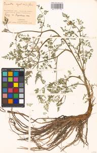 Омежник водный, Омежник водяной (L.) Poir., Восточная Европа, Московская область и Москва (E4a) (Россия)