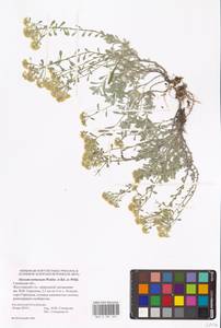 Odontarrhena tortuosa subsp. tortuosa, Восточная Европа, Средневолжский район (E8) (Россия)