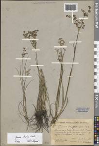 Ситник черный Krock., Восточная Европа, Ростовская область (E12a) (Россия)