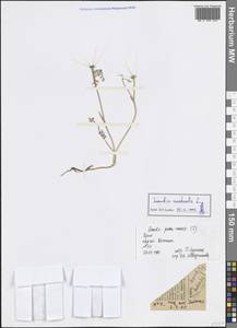 Скандикс южный L., Крым (KRYM) (Россия)