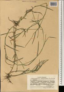 Hemarthria compressa (L.f.) R.Br., Зарубежная Азия (ASIA) (Афганистан)