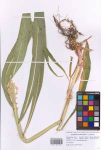 Sorghum bicolor subsp. bicolor, Восточная Европа, Московская область и Москва (E4a) (Россия)