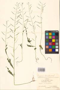 Желтушник левкойный L., Восточная Европа, Эстония (E2c) (Эстония)