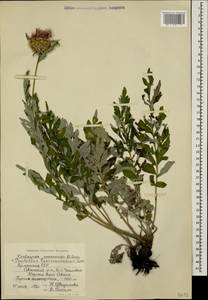 Псефеллюс закавказский Sosn., Кавказ, Армения (K5) (Армения)