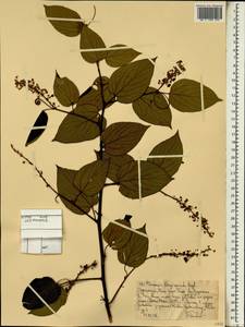 Gouania longispicata Engl., Африка (AFR) (Эфиопия)