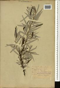 Облепиха крушиновая, Облепиха обыкновенная L., Кавказ, Краснодарский край и Адыгея (K1a) (Россия)