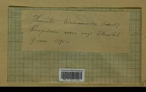 Homalia trichomanoides (Hedw.) Brid., Гербарий мохообразных, Мхи - Москва и Московская область (B6a) (Россия)