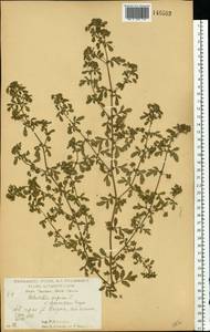 Лапчатка лежачая, Лапчатка низкая L., Восточная Европа, Центральный лесостепной район (E6) (Россия)