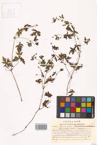 Герань сибирская L., Сибирь, Дальний Восток (S6) (Россия)