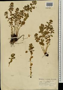 Родиола розовая, Золотой корень L., Монголия (MONG) (Монголия)