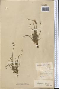 Pseudopodospermum pubescens (DC.) Zaika, Sukhor. & N. Kilian, Средняя Азия и Казахстан, Северный и Центральный Казахстан (M10) (Казахстан)