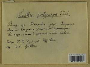 Leskea polycarpa Hedw., Гербарий мохообразных, Мхи - Центральное Нечерноземье (B6) (Россия)