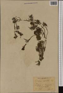 Ranunculus peltatus subsp. baudotii (Godr.) Meikle ex C. D. K. Cook, Западная Европа (EUR) (Германия)