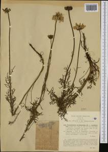 Leucanthemum coronopifolium subsp. tenuifolium (Guss.) Vogt & Greuter, Западная Европа (EUR) (Италия)