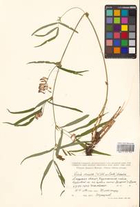 Горошек жилковый (Willd. ex Link) Maxim., Сибирь, Дальний Восток (S6) (Россия)