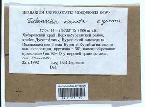 Tritomaria exsecta (Schmidel) Schiffn. ex Loeske, Гербарий мохообразных, Мхи - Дальний Восток (без Чукотки и Камчатки) (B20) (Россия)