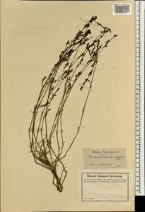 Asperula stricta Boiss., Зарубежная Азия (ASIA) (Турция)